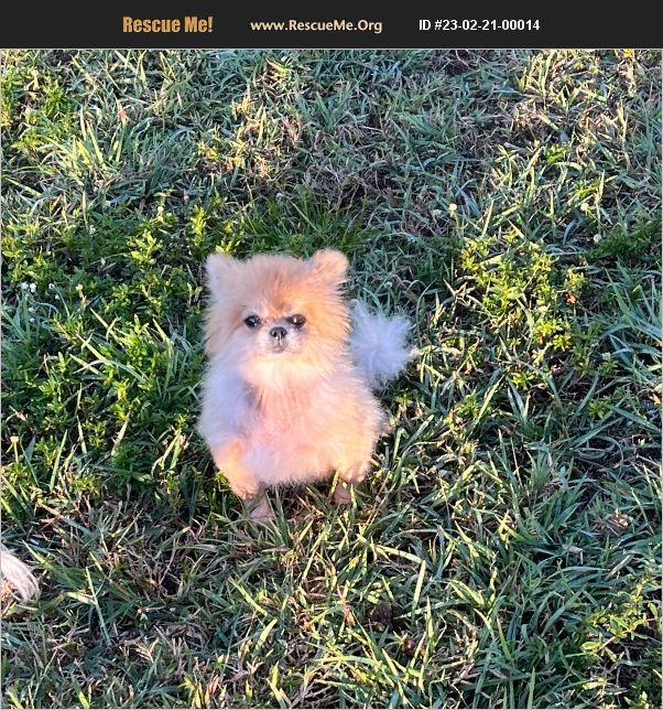 ADOPT 23022100014 ~ Pomeranian Rescue ~ naples, FL