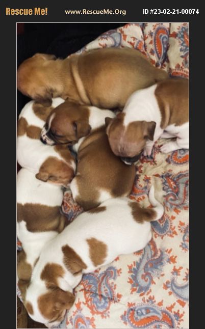 ADOPT 23022100074 ~ Jack Russell Rescue ~ Rustburg, VA