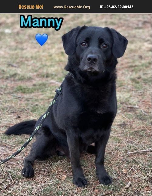 ADOPT 23022200143 ~ Lab Rescue ~ Springfield, IL