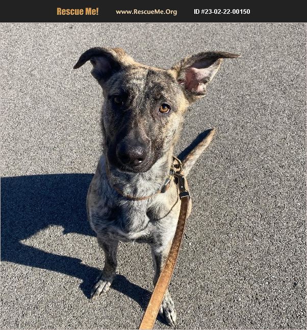 ADOPT 23022200150 ~ Dutch Shepherd Rescue ~ Springfield, IL