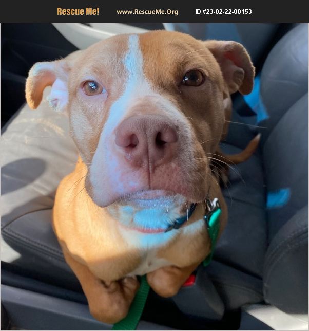 ADOPT 23022200153 ~ American Staffordshire Terrier Rescue ~ Springfield, IL
