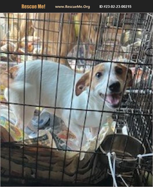 ADOPT 23022300215 ~ Jack Russell Rescue ~ Paterson, NJ