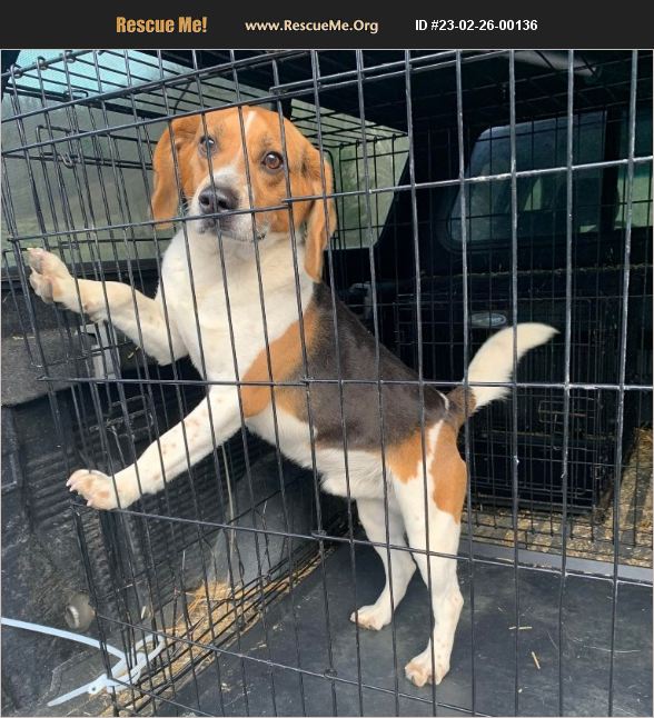 ADOPT 23022600136 ~ Beagle Rescue ~ Bethel, CT