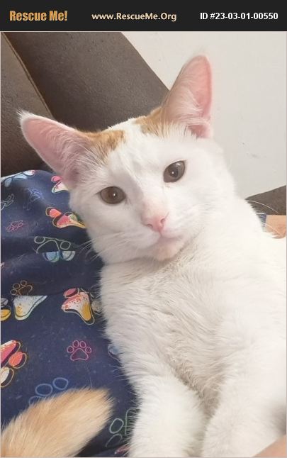 ADOPT 23030100550 ~ Turkish Van Rescue ~ San Bernardino, CA