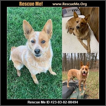 - Connecticut Dog Rescue - ADOPTIONS - Rescue Me!