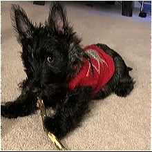 Scottie rescue best sale near me