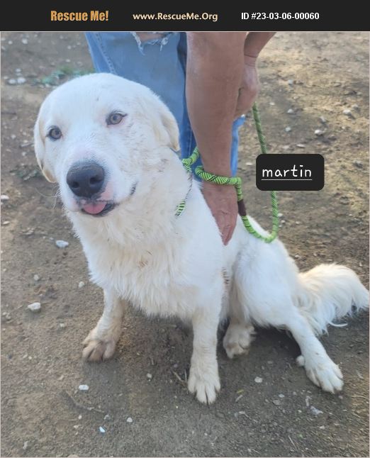 ADOPT 23030600060 ~ Great Pyrenees Rescue ~ Seattle, WA