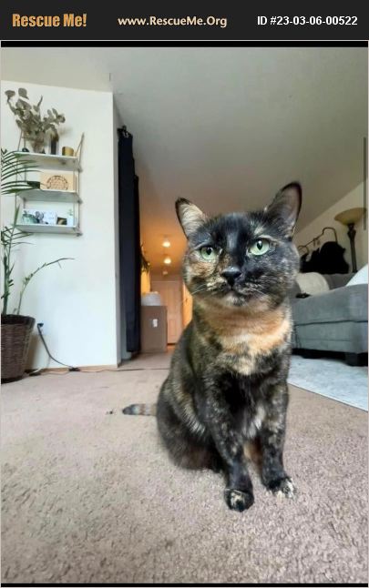 Ooglecat Rescue ADOPT 23030600522 ~ Domestic Cat Rescue ~ Newcastle, WA