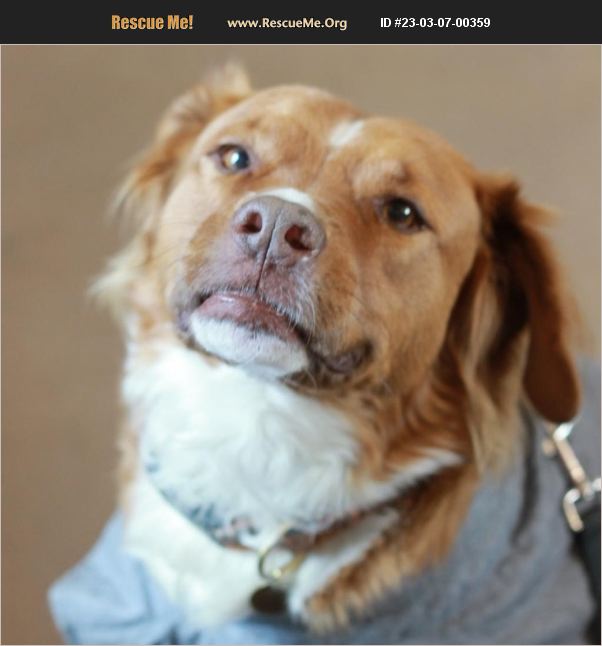 ADOPT 23030700359 ~ Nova Scotia Duck Toller Rescue ~ Dripping Springs, TX