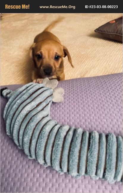 ADOPT 23030800223 ~ Dachshund Rescue ~ Rustburg, VA