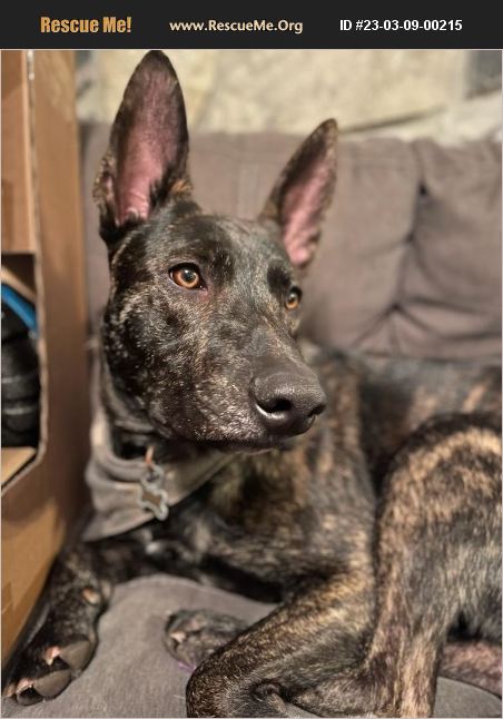 ADOPT 23030900215 ~ Dutch Shepherd Rescue ~ Wilmington, NC