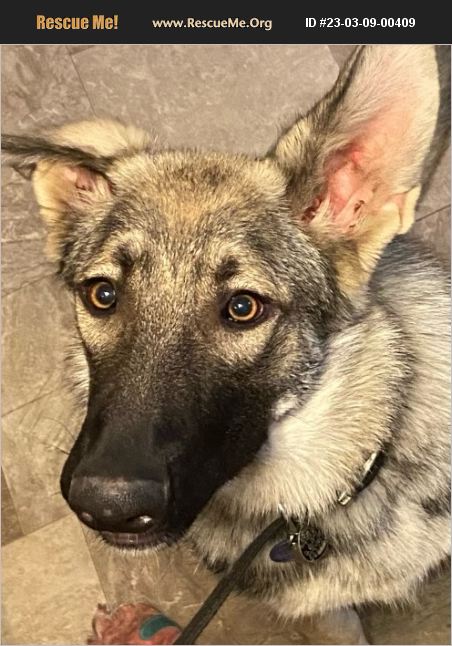 ADOPT 23030900409 ~ German Shepherd Rescue ~ Springfield, IL