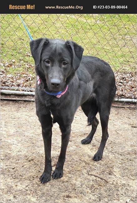 ADOPT 23030900464 ~ Lab Rescue ~ Liberty Center, OH