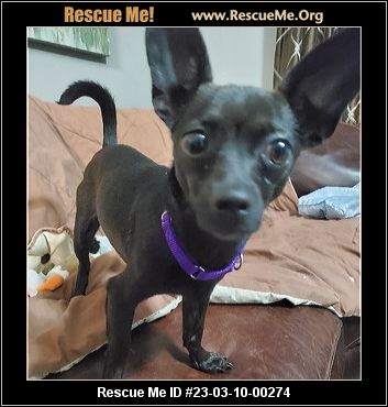 - Georgia Chihuahua Rescue - ADOPTIONS - Rescue Me!