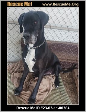 - California Great Dane Rescue - ADOPTIONS - Rescue Me!