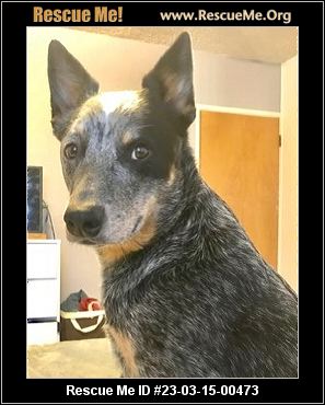 - California Australian Cattle Dog Rescue - ADOPTIONS - Rescue Me!