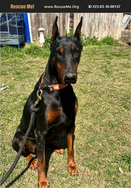 ADOPT 23031600137 ~ Doberman Pinscher Rescue ~ haslet, TX