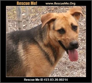 - Missouri German Shepherd Rescue - ADOPTIONS - Rescue Me!