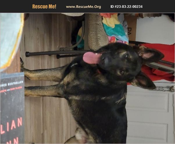 ADOPT 23032200234 ~ German Shepherd Rescue ~ Wilmington, NC