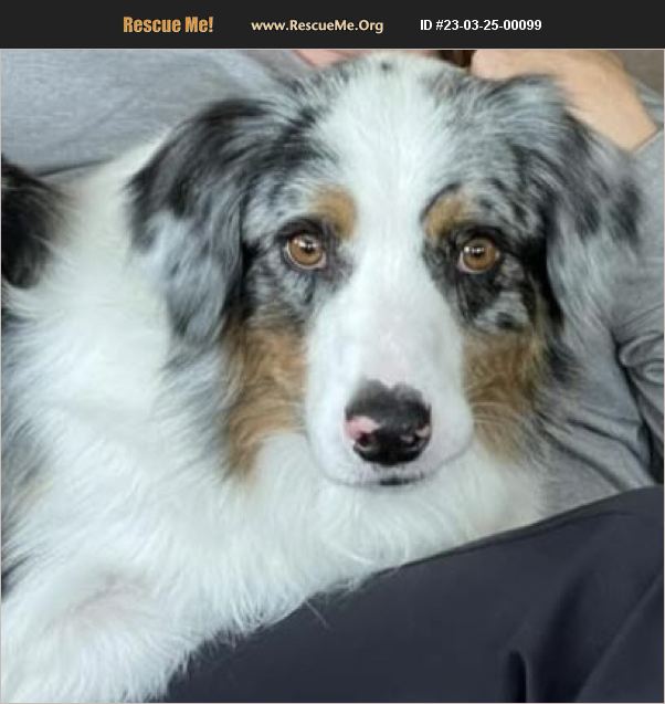 ADOPT 23032500099 ~ Australian Shepherd Rescue ~ Fenton, MI