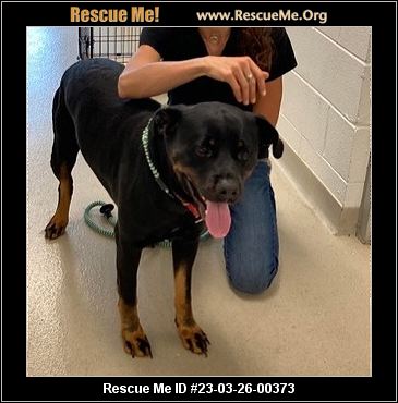 - North Carolina Rottweiler Rescue - ADOPTIONS - Rescue Me!