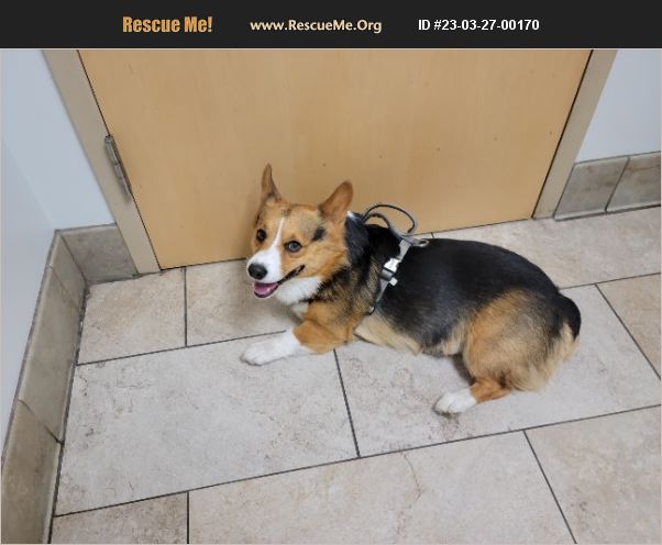 ADOPT 23032700170 ~ Corgi Rescue ~ Salt Lake City, UT