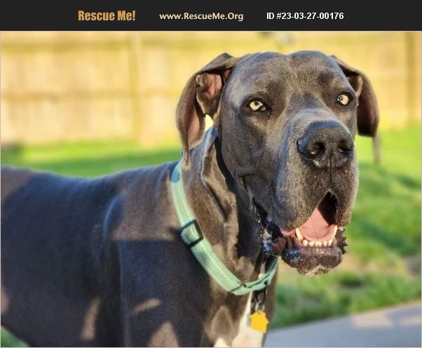 ADOPT 23032700176 ~ Great Dane Rescue ~ Missouri