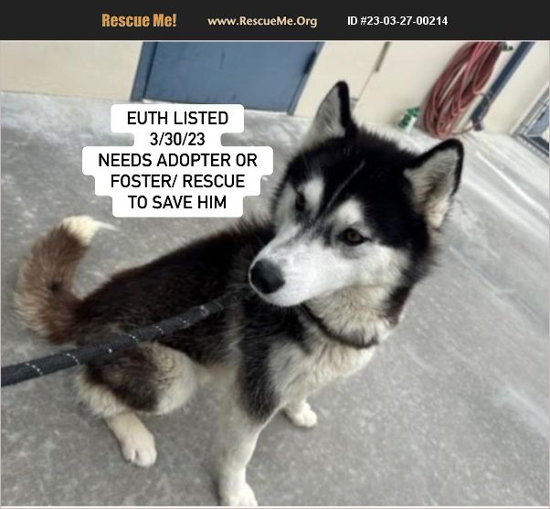 ADOPT 23032700214 ~ Siberian Husky Rescue ~ Hesperia, CA