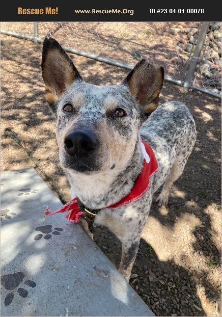 ADOPT 23040100078 ~ Australian Cattle Dog Rescue ~ Meds AZ, AZ