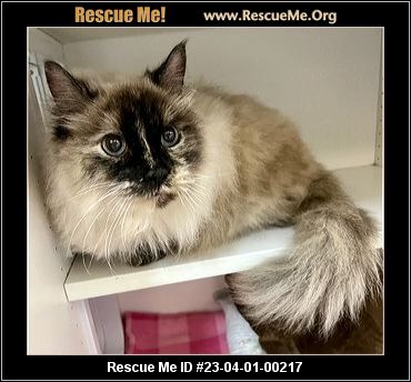 - Georgia Cat Rescue - ADOPTIONS - Rescue Me!