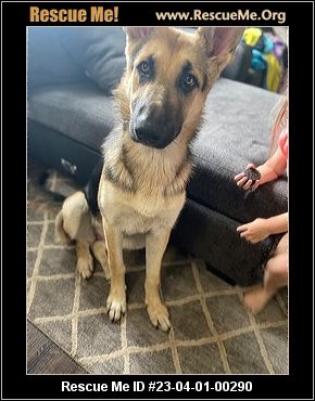 - Indiana German Shepherd Rescue - ADOPTIONS - Rescue Me!