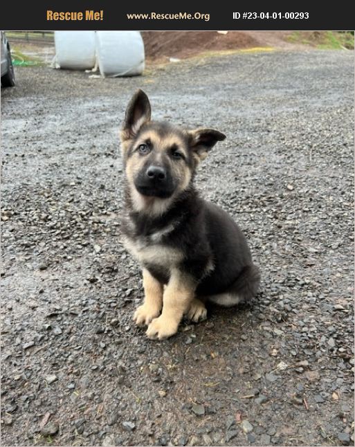 ADOPT 23040100293 ~ German Shepherd Rescue ~ Lake Oswego, OR