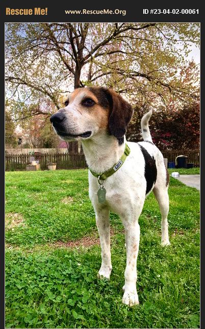 ADOPT 23040200061 ~ Foxhound Rescue ~ Wilmington, NC