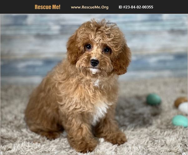 ADOPT 23040200355 ~ Poodle Rescue ~ Chanute, KS