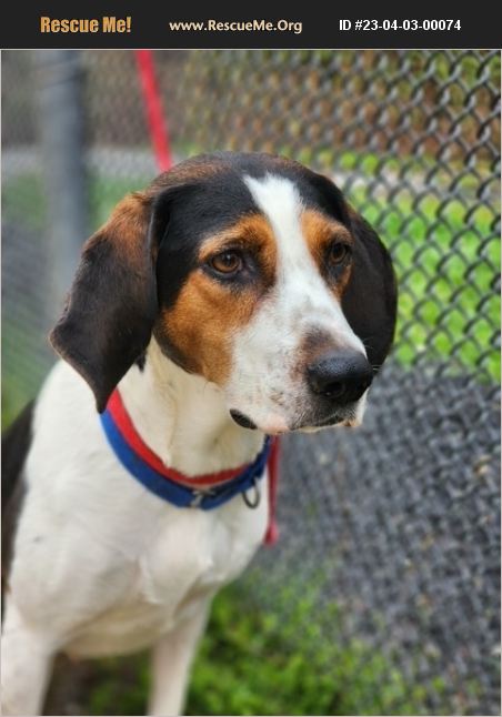 ADOPT 23040300074 ~ Treeing Walker Coonhound Rescue ~ Mount Laurel, NJ