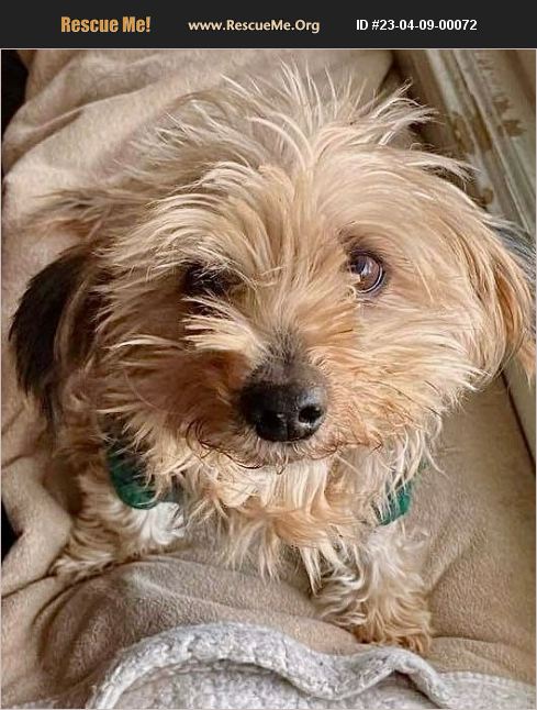 ADOPT 23040900072 ~ Yorkie Rescue ~ Wilmington, DE