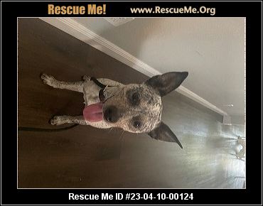 - Florida Australian Cattle Dog Rescue - ADOPTIONS - Rescue Me!