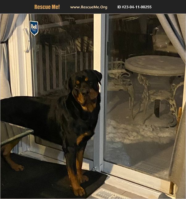 ADOPT 23041100255 ~ Rottweiler Rescue ~ Toronto, Ontario