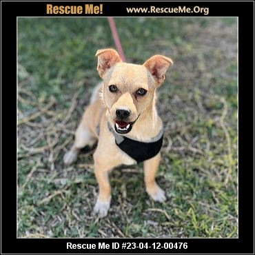 - California Chihuahua Rescue - ADOPTIONS - Rescue Me!