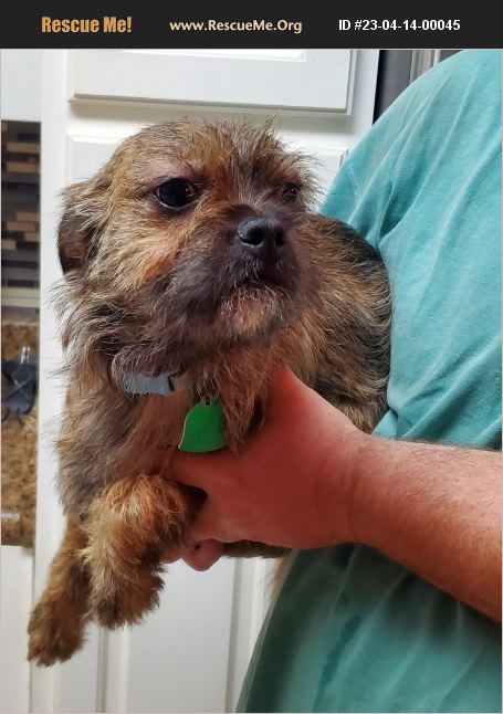 ADOPT 23041400045 ~ Brussels Griffon Rescue ~ Dothan, AL