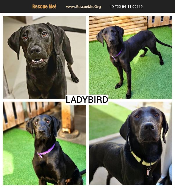 ADOPT 23041400419 ~ Lab Rescue ~ Chicago, IL