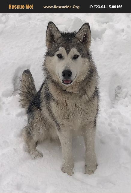 ADOPT 23041500156 ~ Alaskan Malamute Rescue ~ Alturas, CA