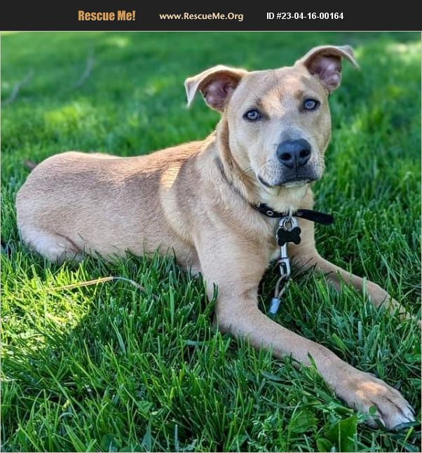 ADOPT 23041600164 ~ Black Mouth Cur Rescue ~ New Oxford, PA