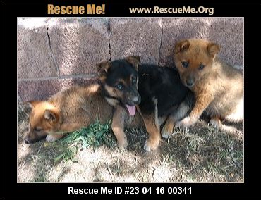 - New Mexico Dog Rescue - ADOPTIONS - Rescue Me!