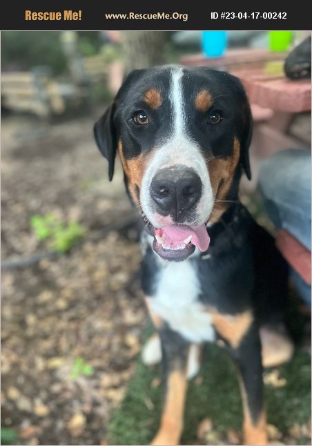 ADOPT 23041700242 ~ Greater Swiss Mountain Dog Rescue ~ Drayden, MD