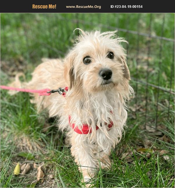 ADOPT 23041900154 ~ Norfolk Terrier Rescue ~ Carlsbad, CA