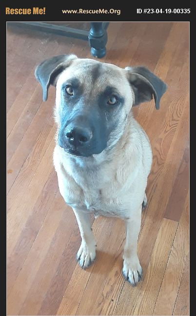 ADOPT 23041900335 ~ Black Mouth Cur Rescue ~ Odessa, TX