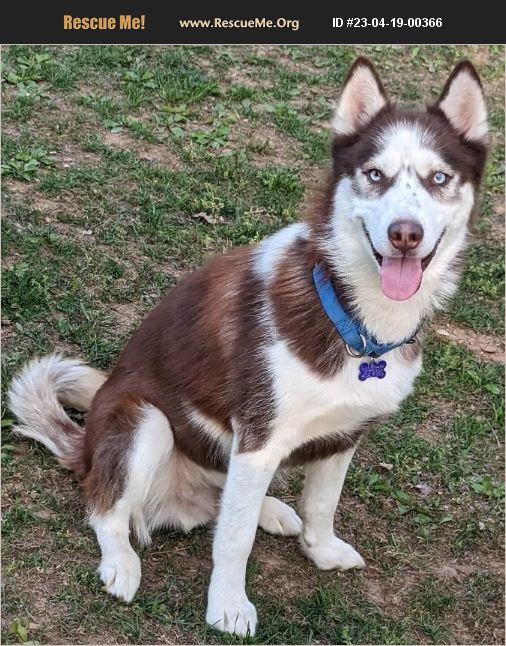 ADOPT 23041900366 ~ Siberian Husky Rescue ~ Cookeville, TN