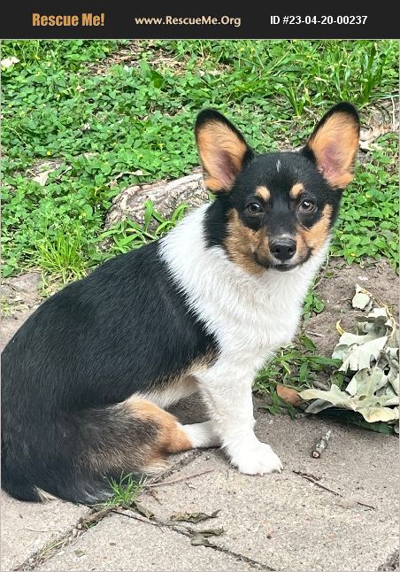 ADOPT 23042000237 ~ Corgi Rescue ~ Channelview, TX