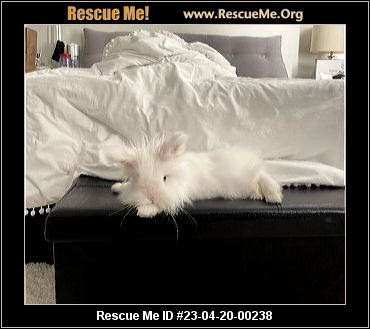 - Pennsylvania Rabbit Rescue - ADOPTIONS - Rescue Me!
